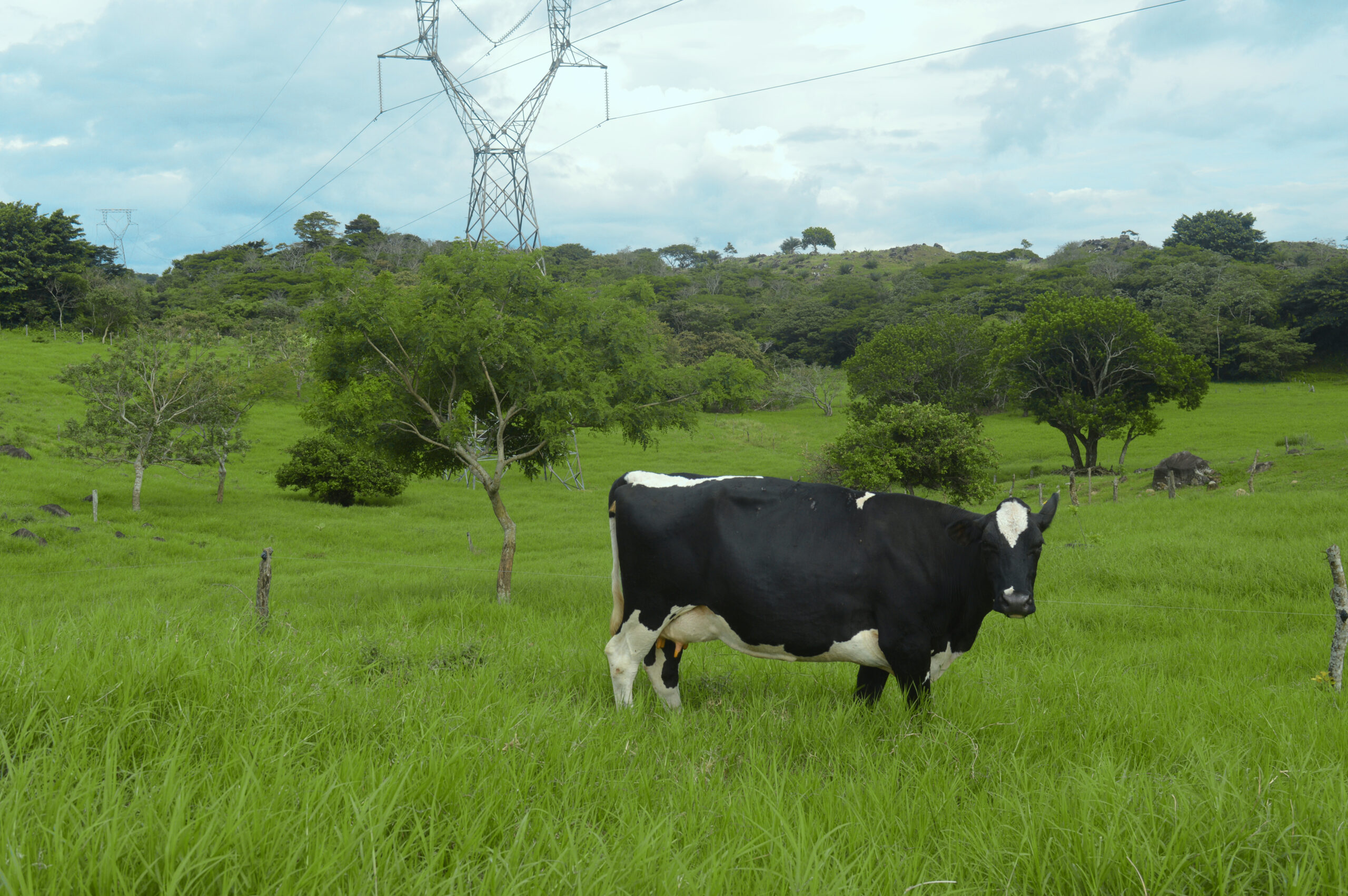 coopeleche audiovisual y web